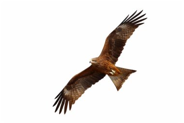 Black kite flying isolated on white background.