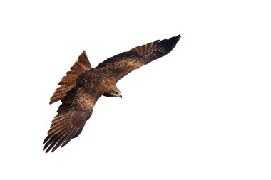 Yırtıcı kuşlar, beyaz arka planda tek başına uçan siyah uçurtmalar (Milvus migrans).