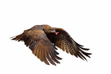 Yırtıcı kuşlar, beyaz arka planda tek başına uçan siyah uçurtmalar (Milvus migrans).