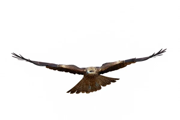 Aves Rapiña Cometa Negra Milvus Migrans Volando Aisladas Sobre Fondo — Foto de Stock