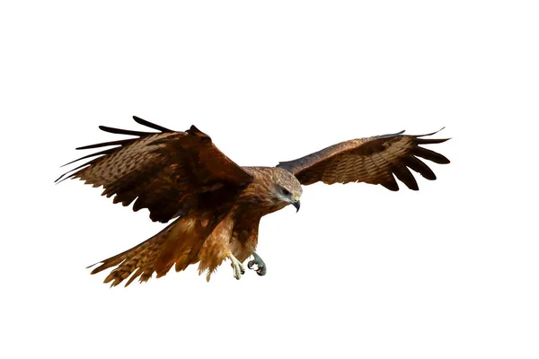 Yırtıcı Kuşlar Beyaz Arka Planda Tek Başına Uçan Siyah Uçurtmalar — Stok fotoğraf
