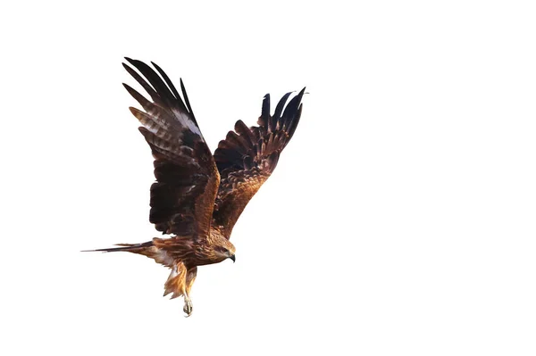 Aves Rapiña Cometa Negra Milvus Migrans Volando Aisladas Sobre Fondo — Foto de Stock