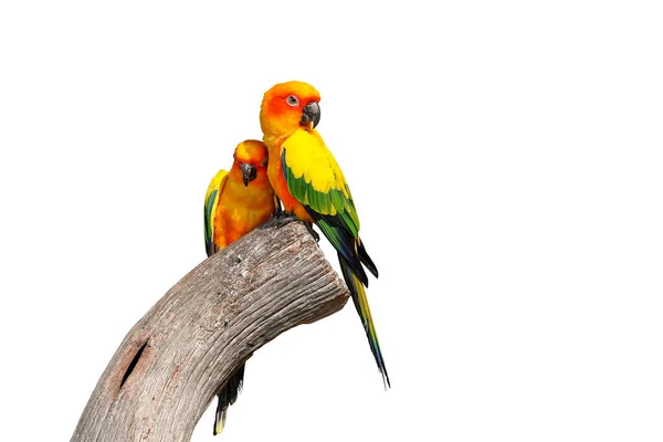Sol Colorido Conure Papagaio Isolado Fundo Branco Caminho Recorte — Fotografia de Stock
