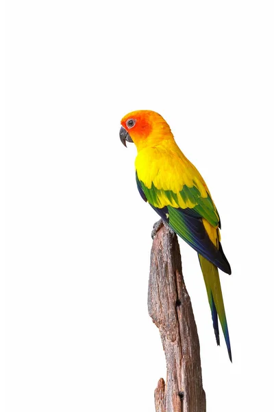 Kleurrijke Sun Conure Papegaai Geïsoleerd Witte Achtergrond Knippad — Stockfoto