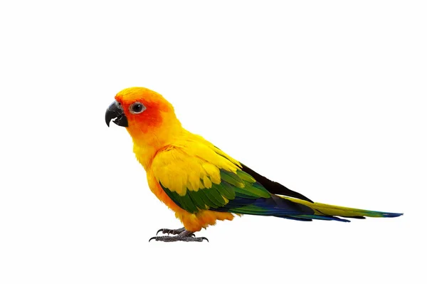 Kolorowe Słońce Conure Papuga Izolowane Białym Tle Ścieżka Wycinania — Zdjęcie stockowe