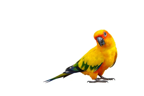 Colorful Sun Conure Parrot Isolated White Background Clipping Path — Stock Photo, Image