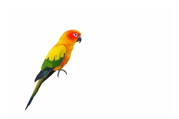 Renkli Güneş Papağanı Beyaz Arka Planda Izole Edilmiş Kesme Yolu — Stok fotoğraf