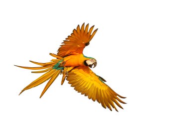 Colorful macaw parrot flying isolated on white background.