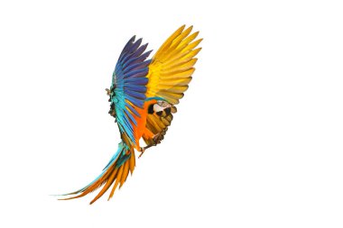 Colorful macaw parrot flying isolated on white background.