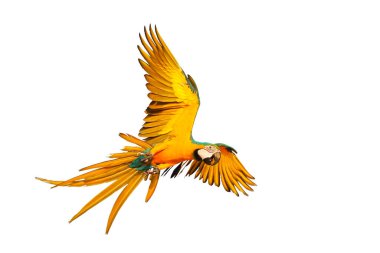 Colorful macaw parrot flying isolated on white background.