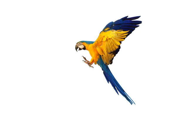 Πολύχρωμος Παπαγάλος Macaw Που Πετάει Απομονωμένος Λευκό Φόντο — Φωτογραφία Αρχείου