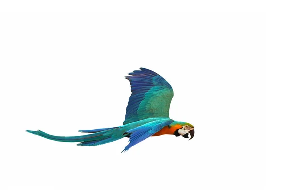 Colorful Macaw Parrot Flying Isolated White Background — Stok fotoğraf