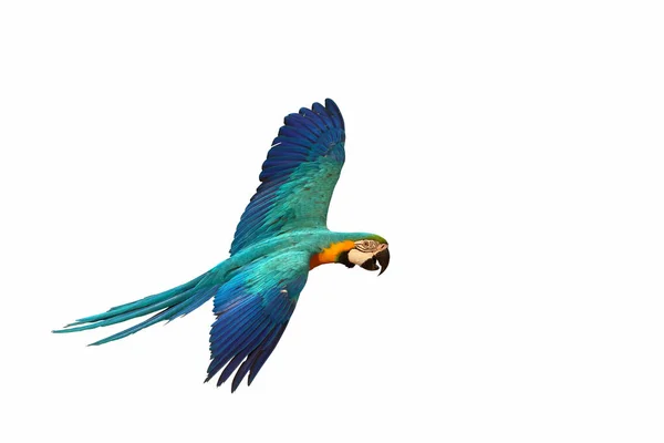 Colorful Macaw Parrot Flying Isolated White Background — Foto Stock