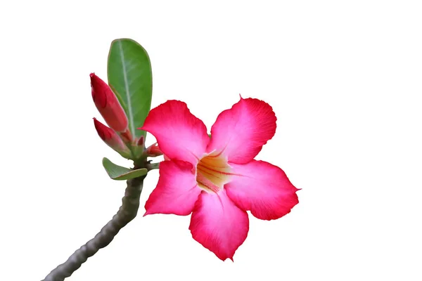 Κοντινό Πλάνο Του Ροζ Αδένιου Τροπικού Λουλουδιού Έρημος Αυξήθηκε Απομονωμένο — Φωτογραφία Αρχείου