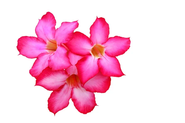 Close Adênio Rosa Flor Tropical Deserto Rosa Fundo Branco Isolado — Fotografia de Stock