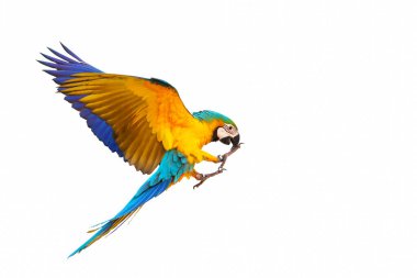 Colorful macaw parrot flying isolated on white background.