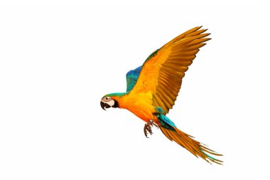 Colorful macaw parrot flying isolated on white background.