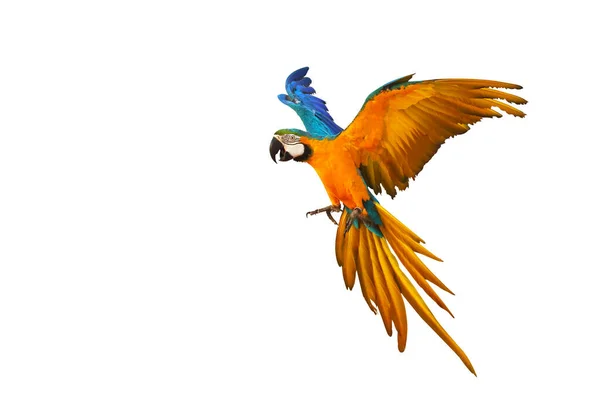 Colorful Macaw Parrot Flying Isolated White Background — Stock fotografie