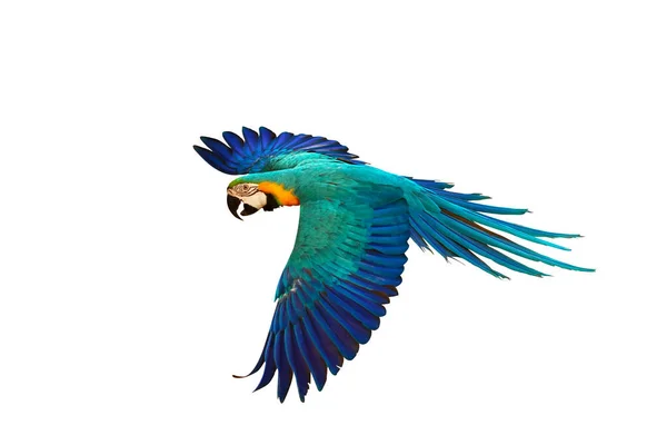 Colorful Macaw Parrot Flying Isolated White Background — Stock Photo, Image