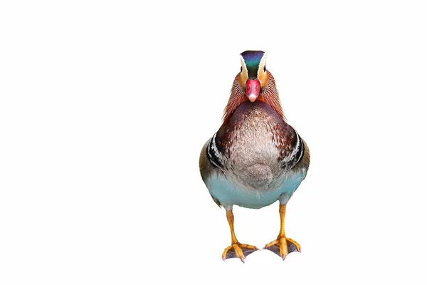 Beyaz Arka Plan Üzerinde Izole Renkli Mandarin Ördeği — Stok fotoğraf