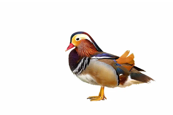 Pato Mandarina Colorido Isolado Sobre Fundo Branco — Fotografia de Stock
