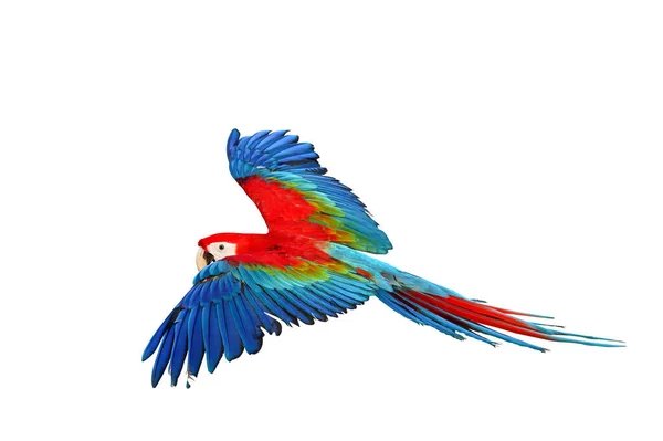 Colorful Green Wing Macaw Flying Isolated White Background — Stock Photo, Image