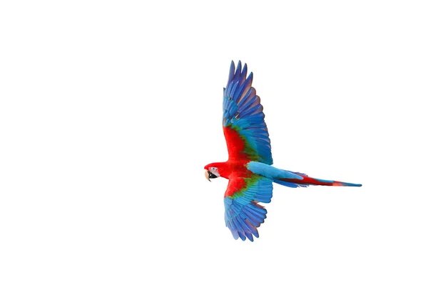 Beyaz Arkaplanda Yalıtılmış Yeşil Kanatlı Papağan Uçuşu — Stok fotoğraf