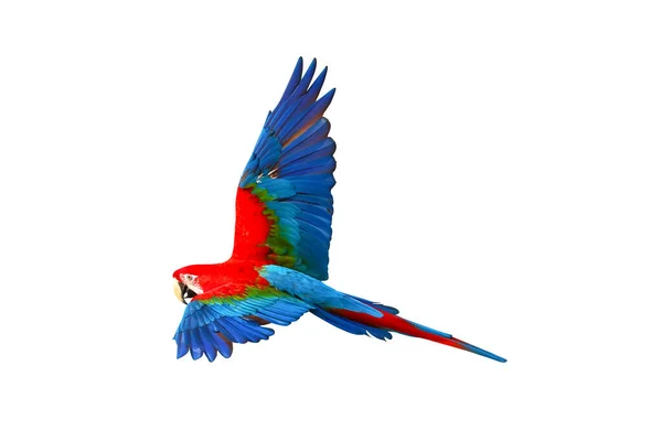 Färgglada Gröna Vinge Macaw Flyger Isolerad Vit Bakgrund — Stockfoto
