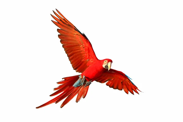 stock image Colorful Green wing macaw flying isolated on white background.