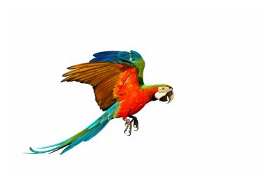 Colorful macaw parrot flying isolated on white background.