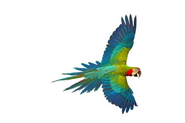 Colorful macaw parrot flying isolated on white background.