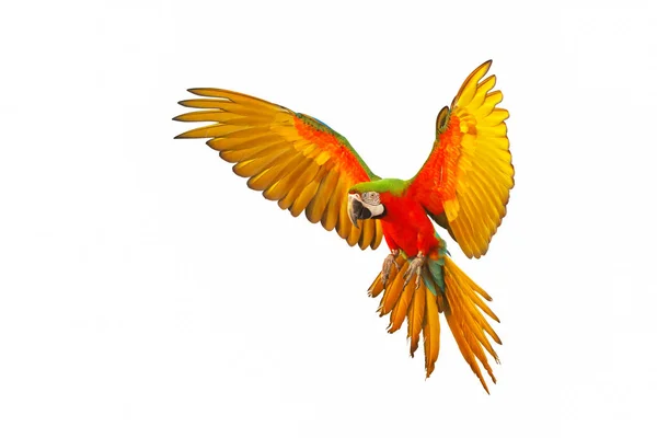 Colorful Macaw Parrot Flying Isolated White Background — ストック写真