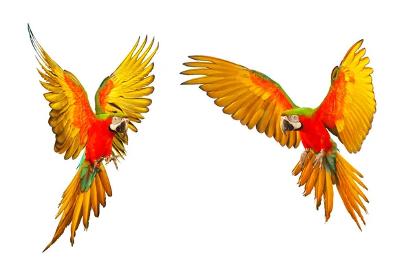 Colorful Macaw Parrot Flying Isolated White Background — Stok Foto