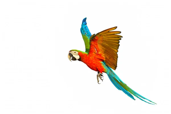 Colorful Macaw Parrot Flying Isolated White Background —  Fotos de Stock