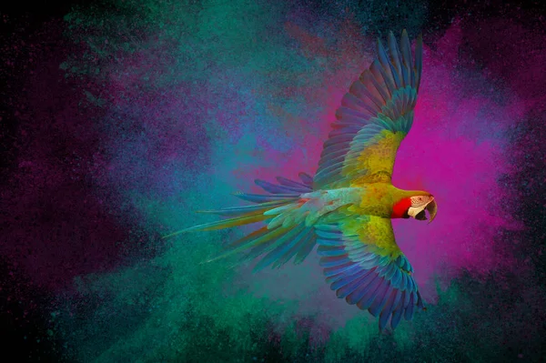 彩色粉末爆炸麦克洛鹦鹉在黑色背景下飞行 — 图库照片