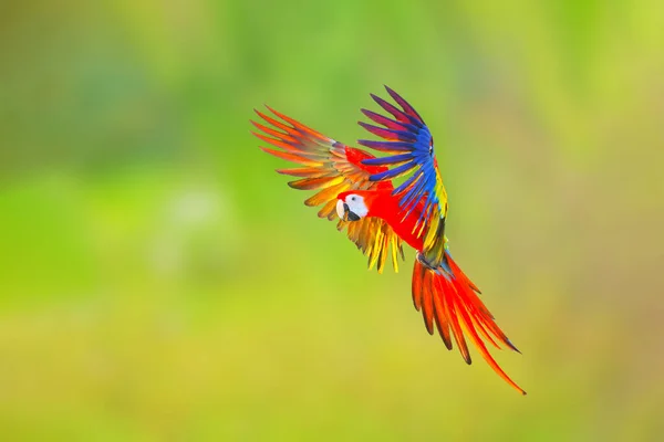 Colorido Loro Guacamayo Escarlata Volando Sobre Fondo Verde Naturaleza — Foto de Stock