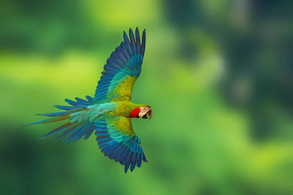 Барвистий Папуга Harlequin Macaw Летить Зеленому Фоні Природи — стокове фото