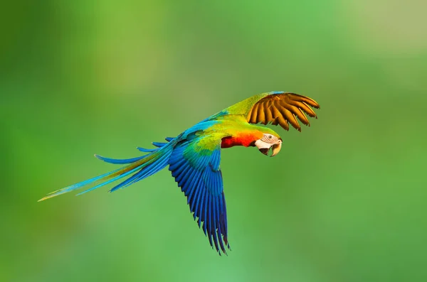 Papagaio Catalina Colorido Voando Sobre Fundo Natureza Verde — Fotografia de Stock