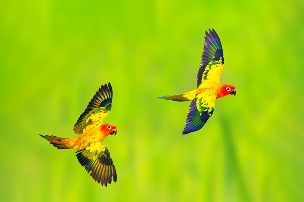 Perroquets Conure Soleil Coloré Volant Sur Fond Vert Nature — Photo