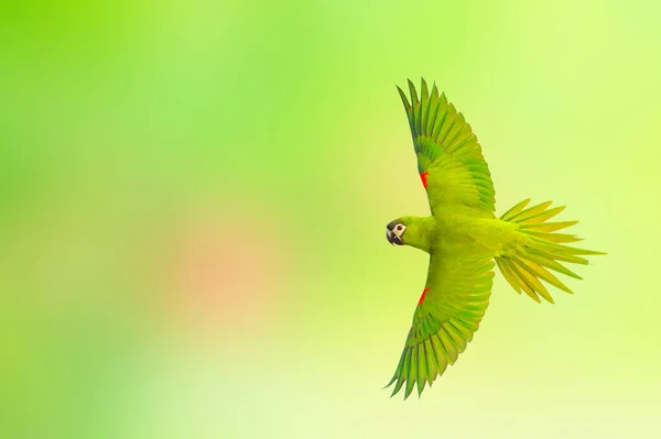 緑の自然を背景に飛んでいる赤い肩のマカウ — ストック写真