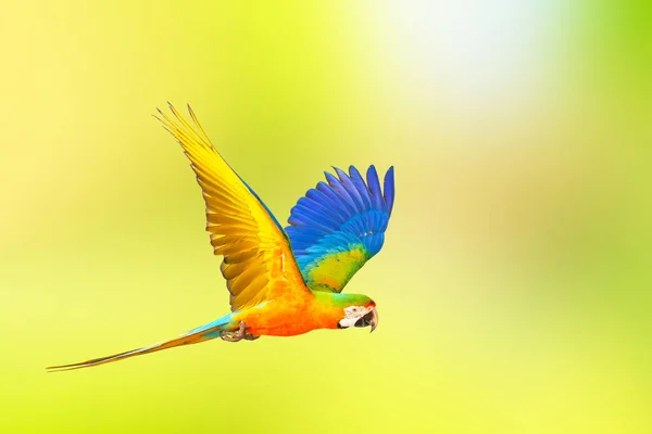 Papagaio Catalina Colorido Voando Sobre Fundo Natureza Verde — Fotografia de Stock