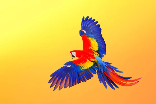 환경에서 날아다니는 금강앵무 앵무새 — 스톡 사진