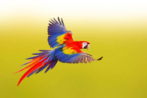 Colorful Scarlet macaw parrot flying on a blurred natural background.