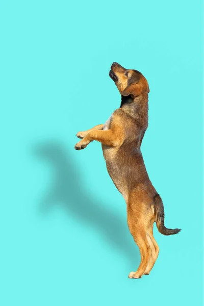 Cute of puppy jumping with shadow on blue background.