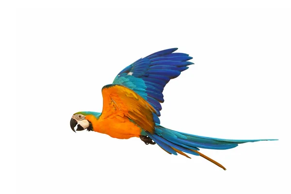 Colorful Macaw Parrot Flying Isolated White Background — Photo