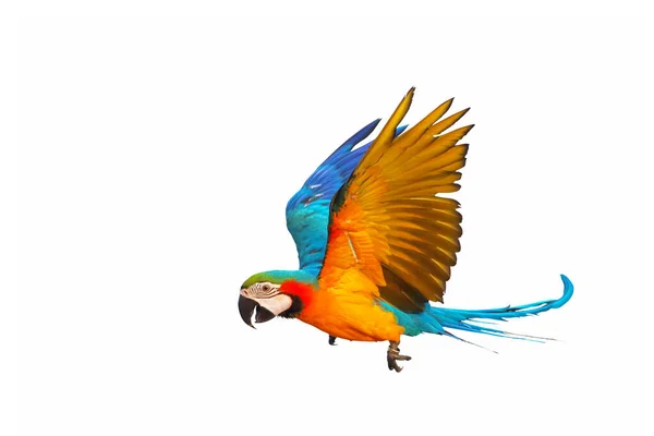 Барвистий Макаронний Папуга Літає Ізольовано Білому Тлі — стокове фото