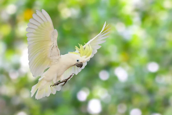 Bela Cacatua Papagaio Voando Fundo Natureza Verde — Fotografia de Stock