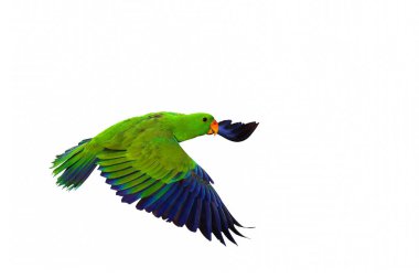 Beyaz arka planda izole edilmiş renkli Eclectus papağanı uçuyor.