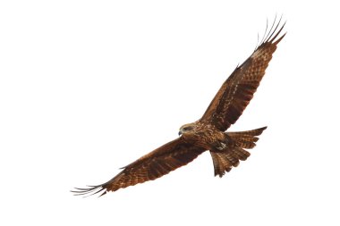 Yırtıcı kuş Siyah Uçurtma (Milvus migrans) beyaz arka planda tek başına uçar.