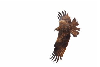 Yırtıcı kuş Siyah Uçurtma (Milvus migrans) beyaz arka planda tek başına uçar.
